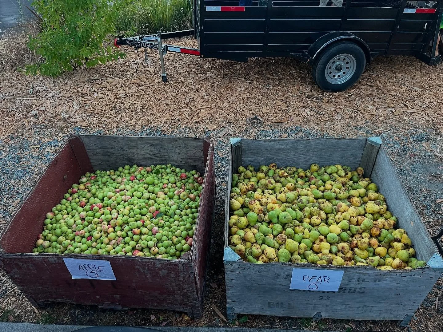 🌿🍎🍐 Harvest season is here! 🍐🍎🌿
The first bins are rolling in&mdash;beautiful apples gathered from our neighbors&rsquo; backyards and pears rescued from the old abandoned trees around Moraga. 💛

Through our Community Crush program, volunteers 