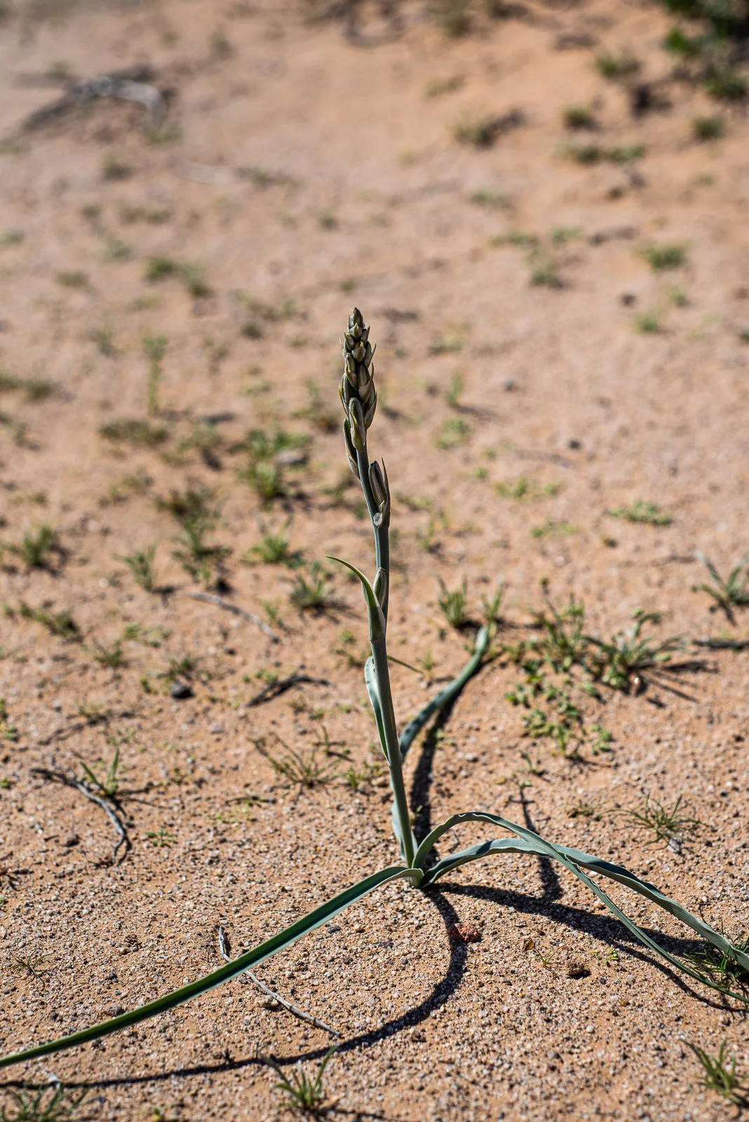 borderlandia_pinacate_feb23-16.jpg