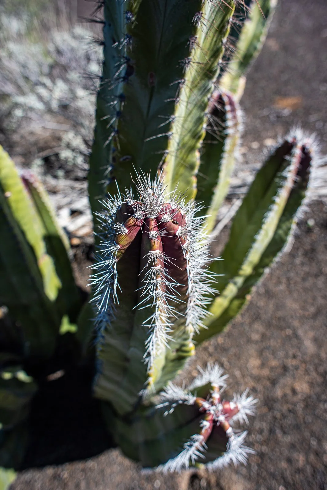 borderlandia_pinacate_feb23-29.jpg