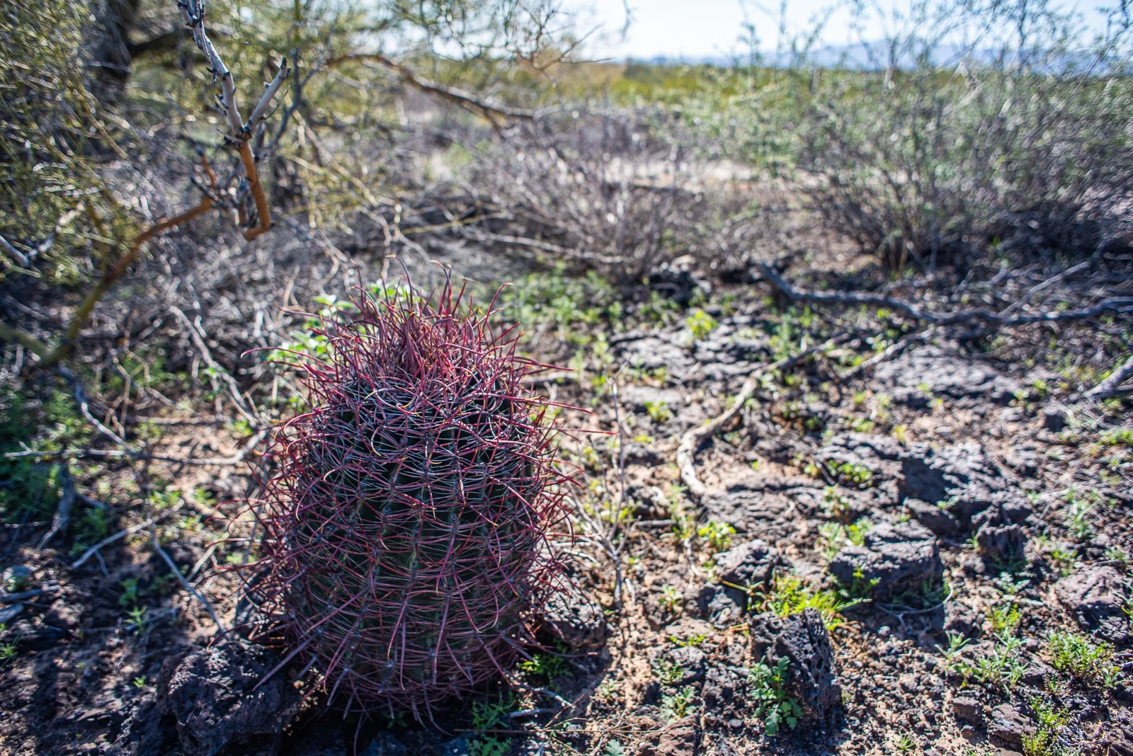 borderlandia_pinacate_feb23-31.jpg