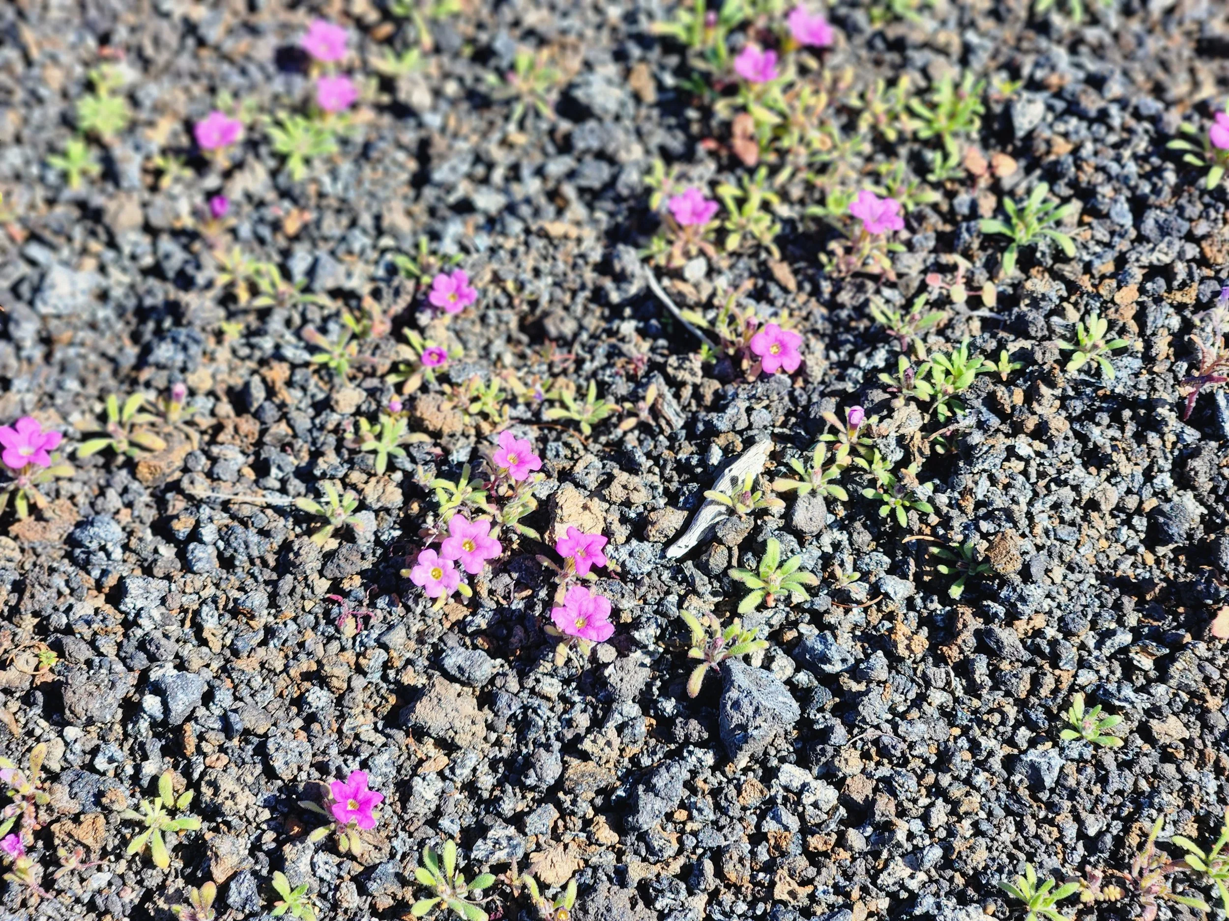 el_pinacate4.jpg