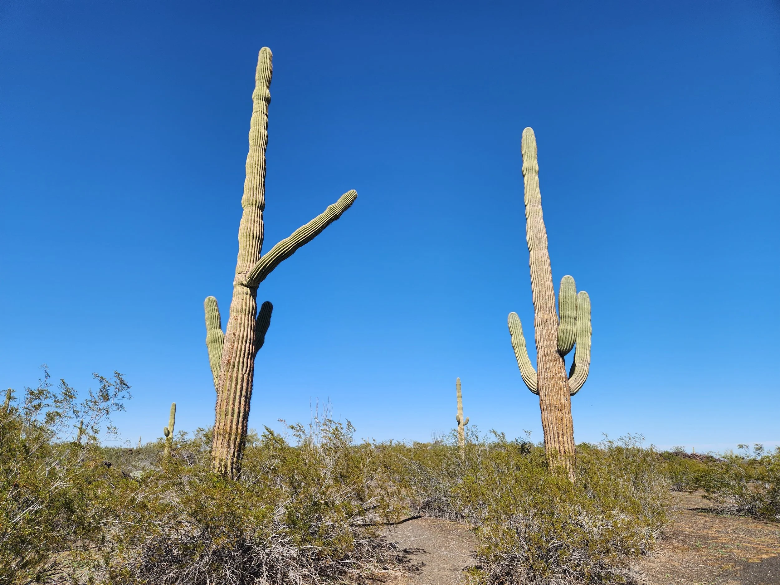 el_pinacate5.jpg
