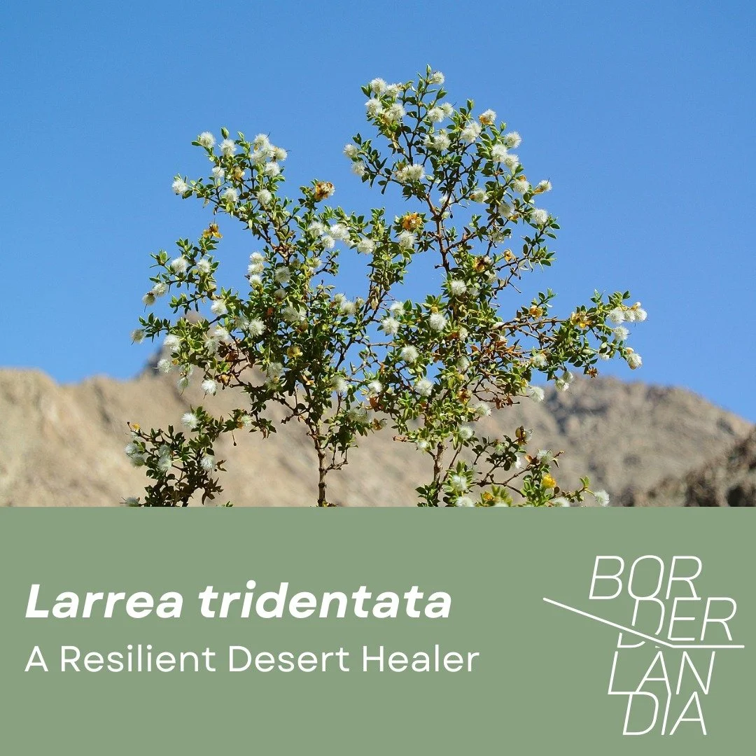 creosote2.jpg