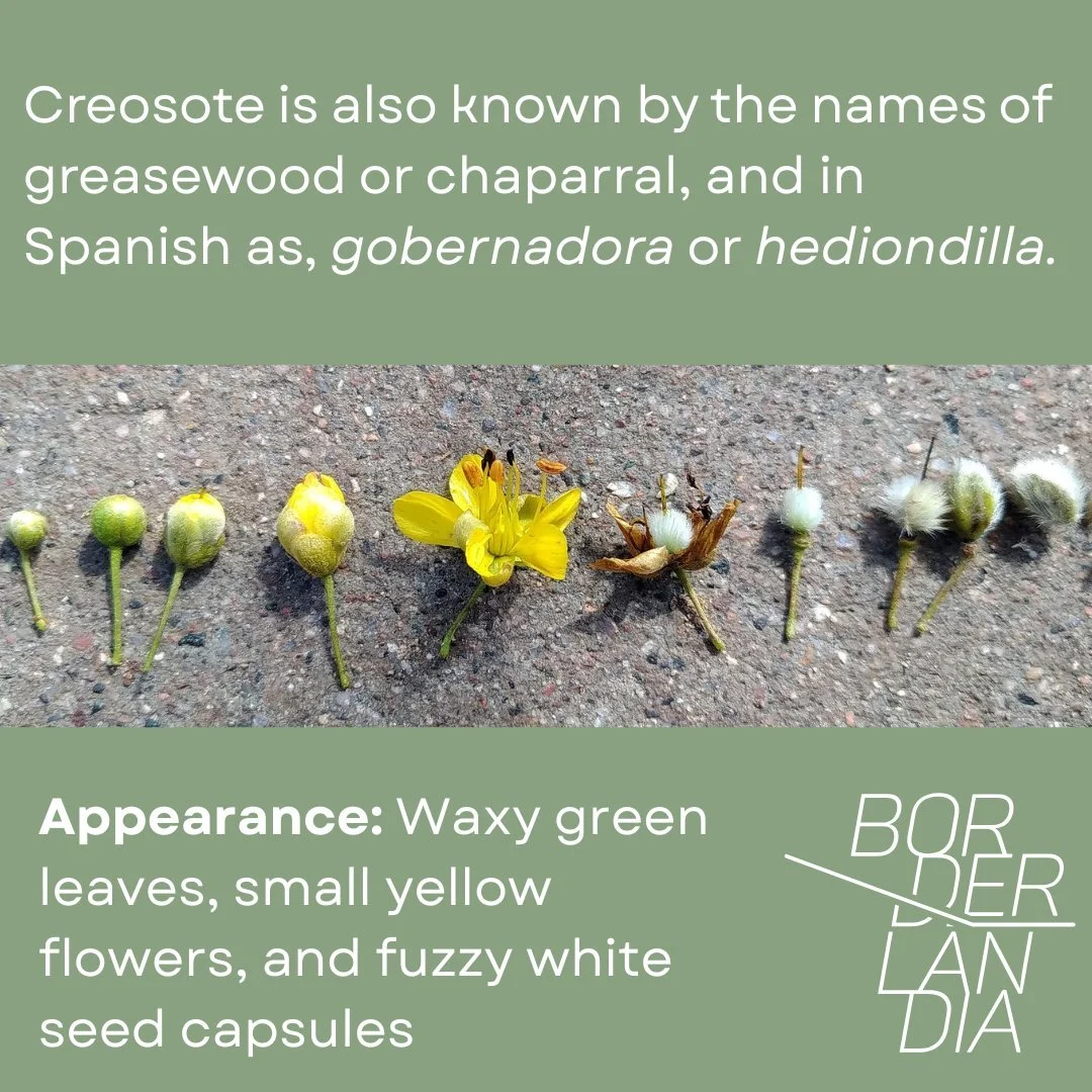 creosote4.jpg