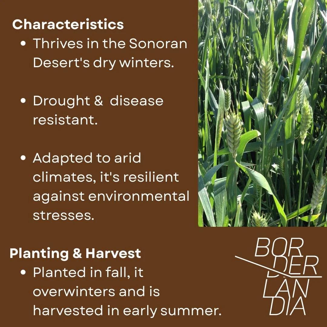 sonora_wheat3.jpg