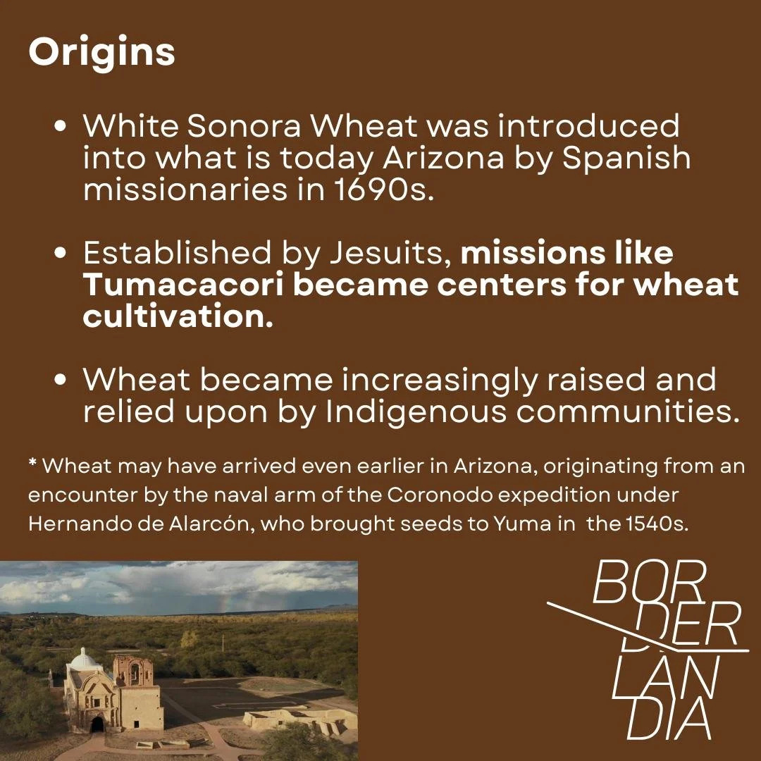 sonora_wheat4.jpg