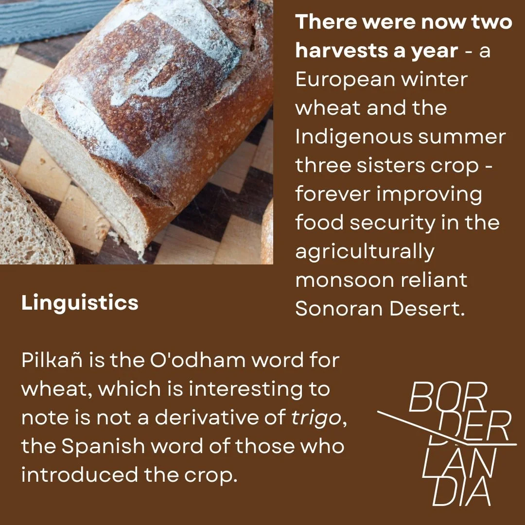 sonora_wheat6.jpg