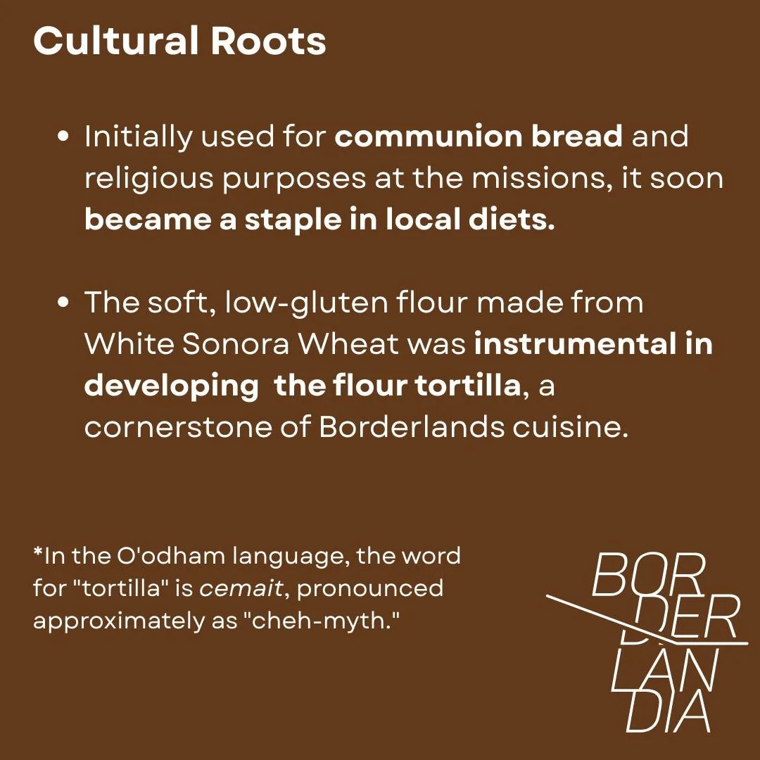 sonora_wheat8.jpg