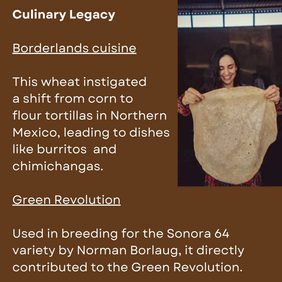sonora_wheat9.jpg