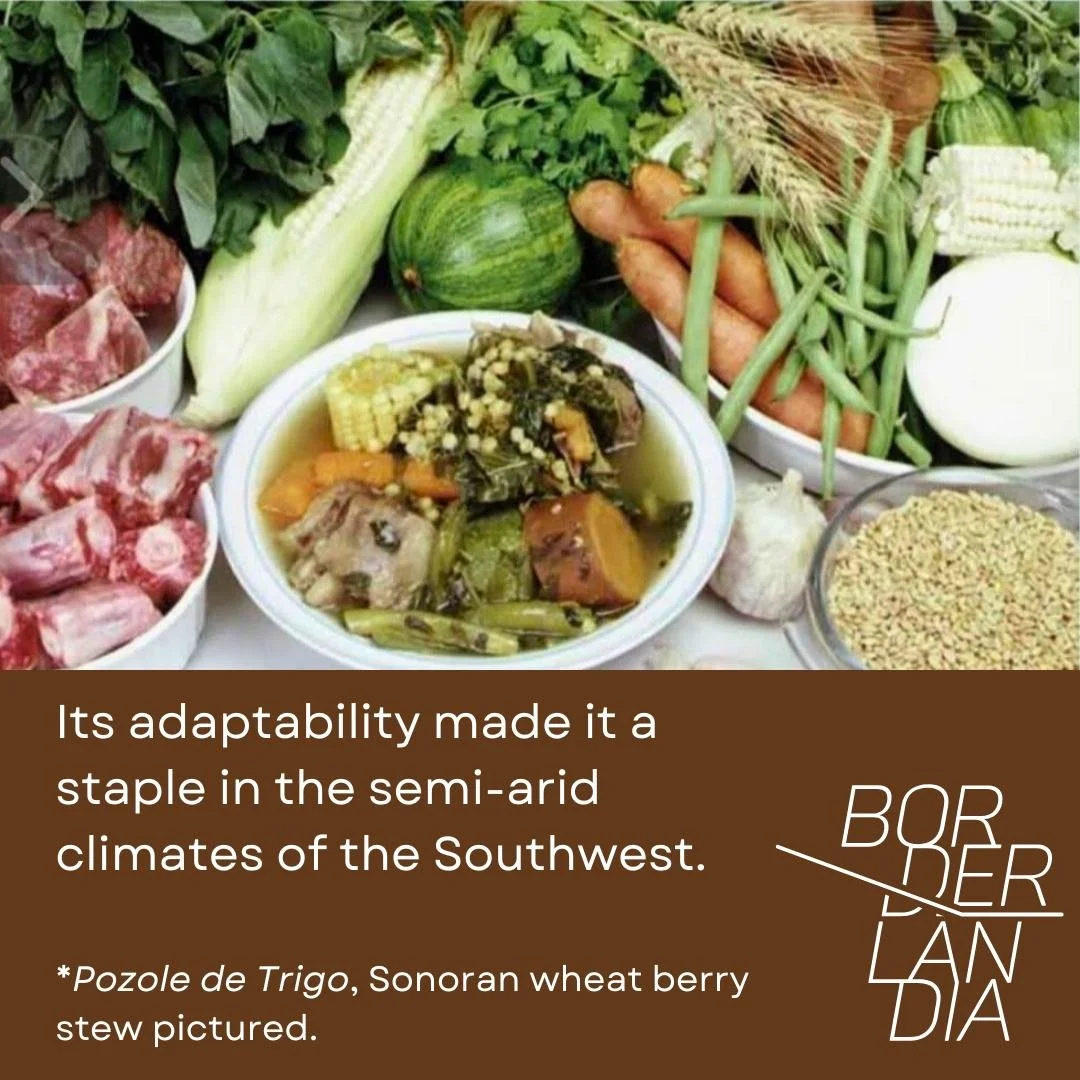 sonora_wheat11.jpg