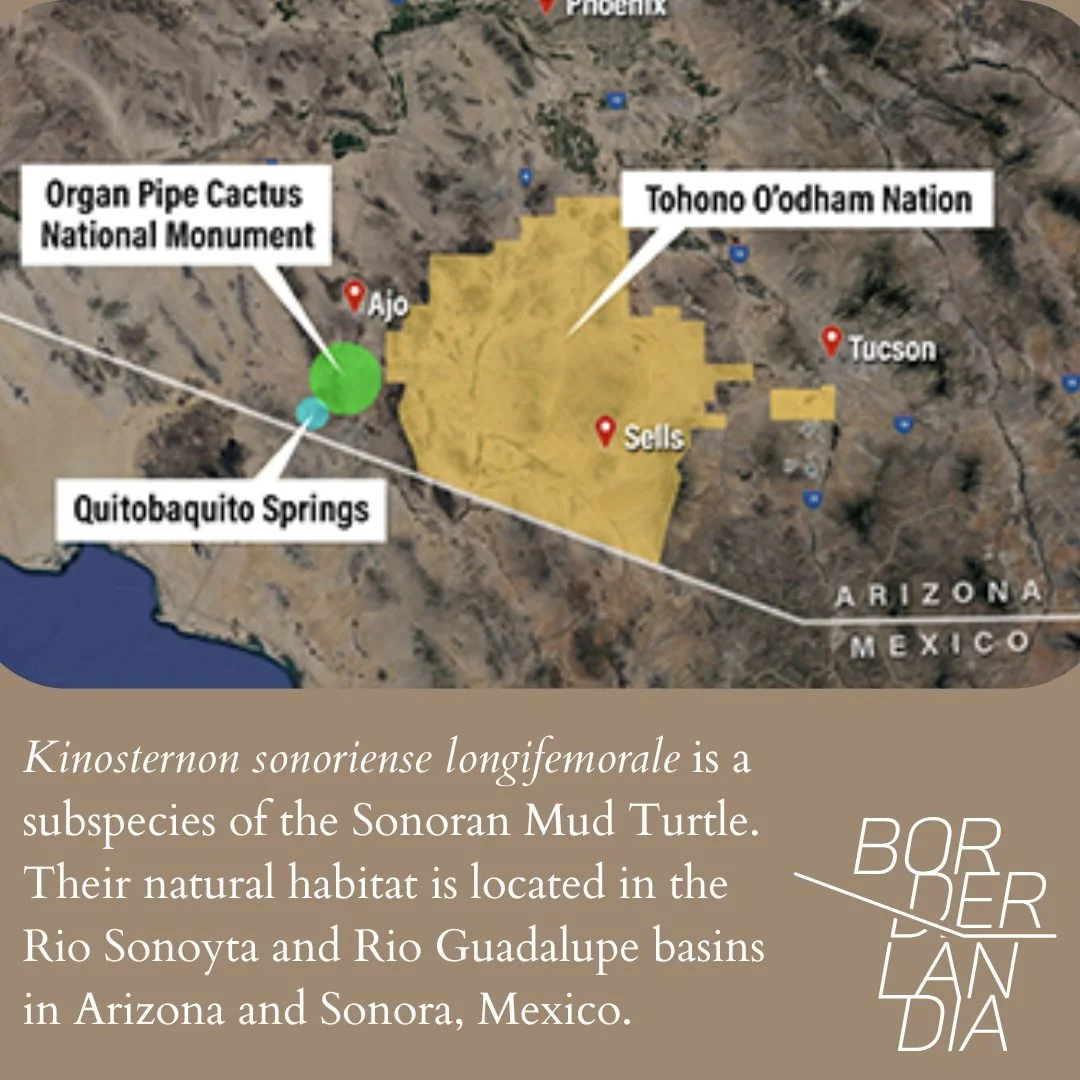 sonoyta mud turtle2.jpg