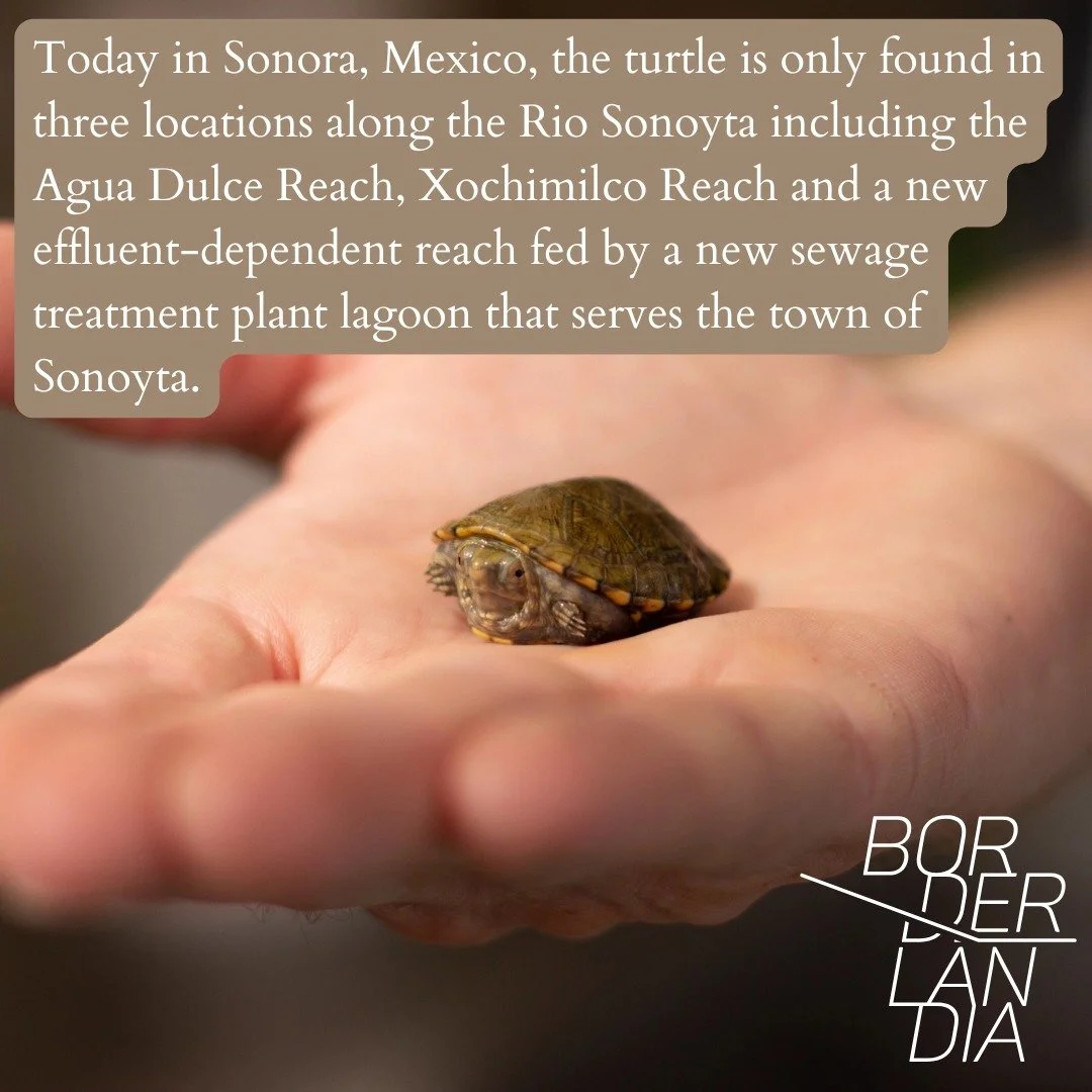sonoyta mud turtle4.jpg