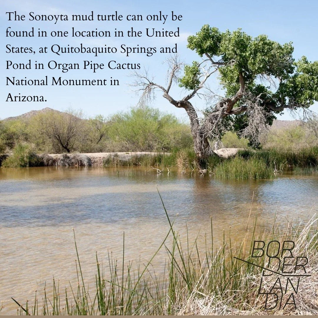 sonoyta mud turtle3.jpg