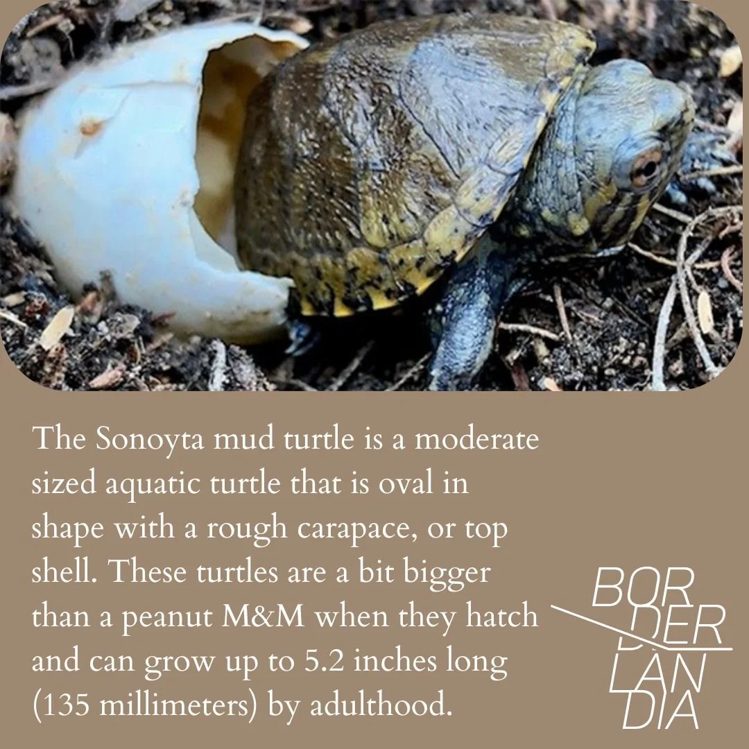 sonoyta mud turtle5.jpg
