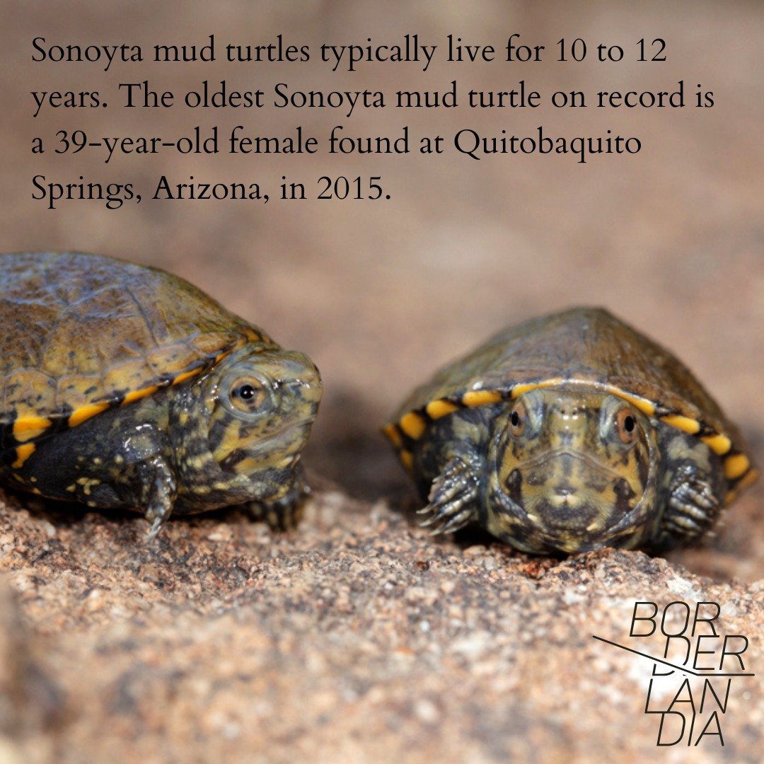 sonoyta mud turtle6.jpg