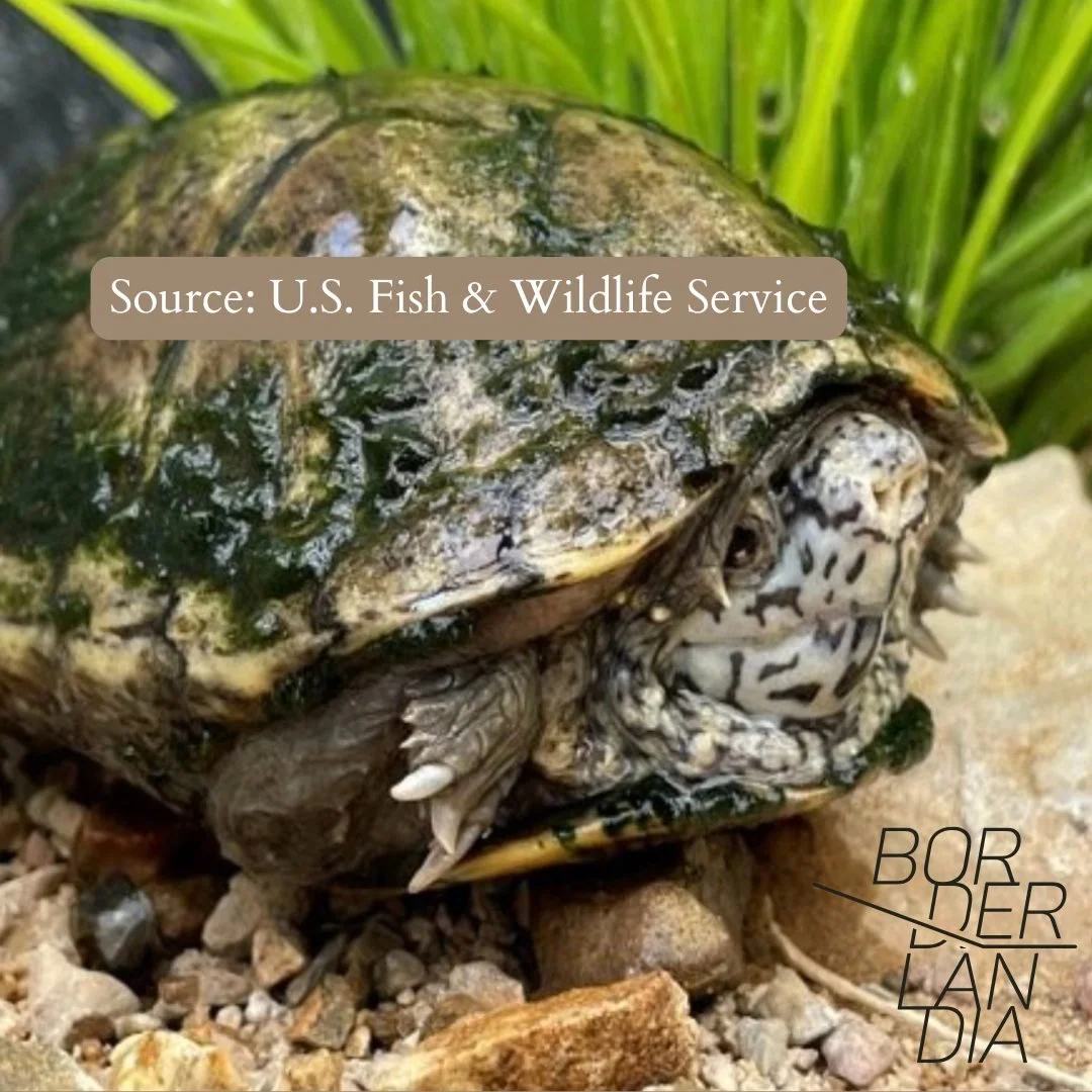 sonoyta mud turtle7.jpg