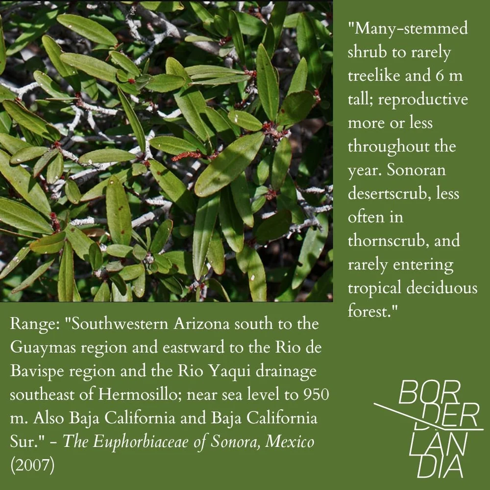 Sebastiana bilocularis2.jpg