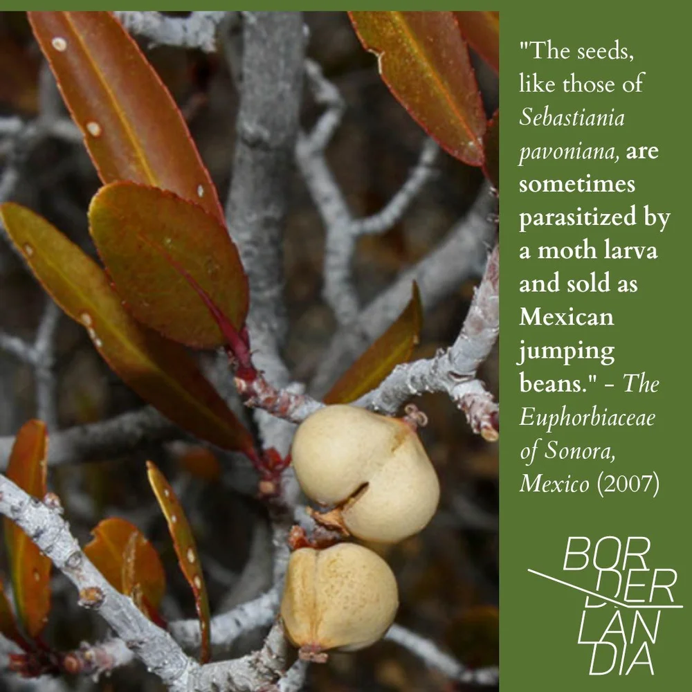 Sebastiana bilocularis3.jpg
