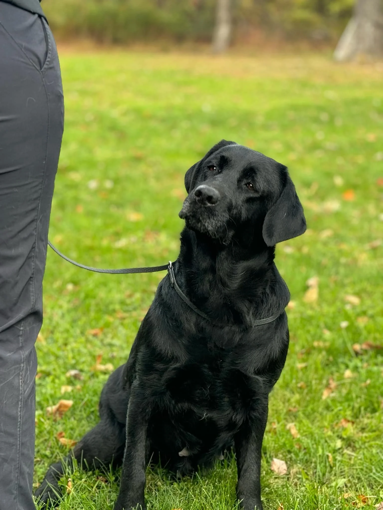Black Labrador retriever sitting on grass outdoors with a person nearby, looking at the camera with a slightly tilted head.
