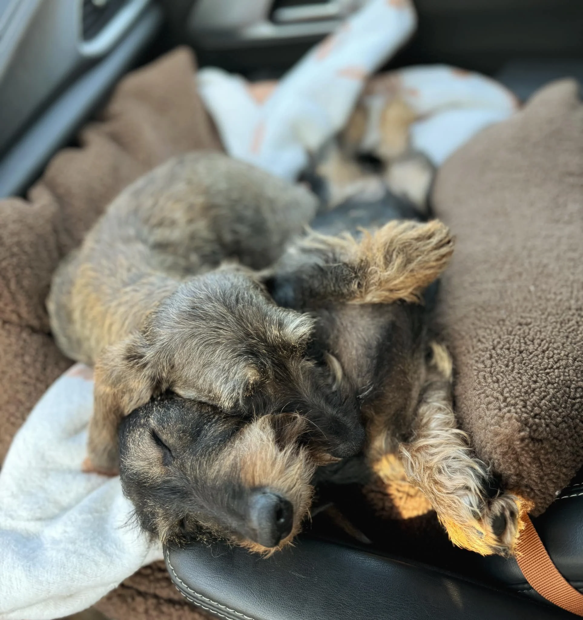 Two puppies cuddling and sleeping on a brown blanket inside a vehicle.