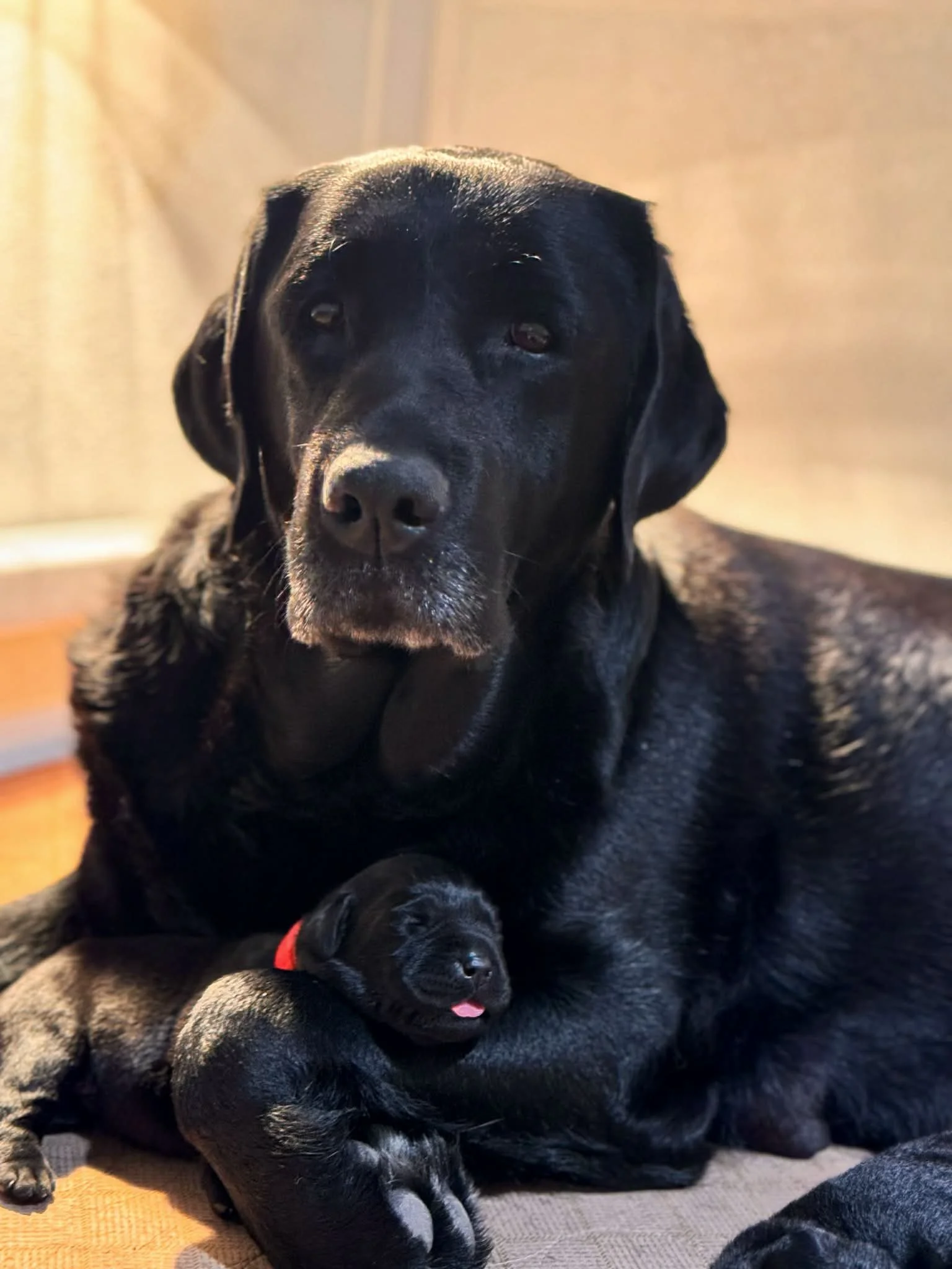 24723e5f-3e86-476e-9112-2901b3a9209c.jfif