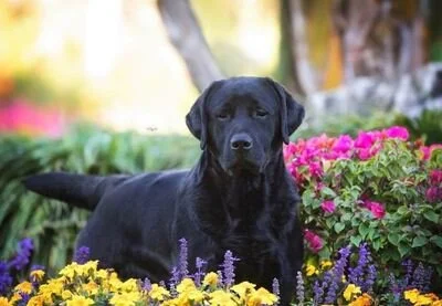 Black dog sitting among colorful flowers in a garden.