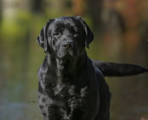 Black dog with a winking face standing outdoors by the water with trees in the background.