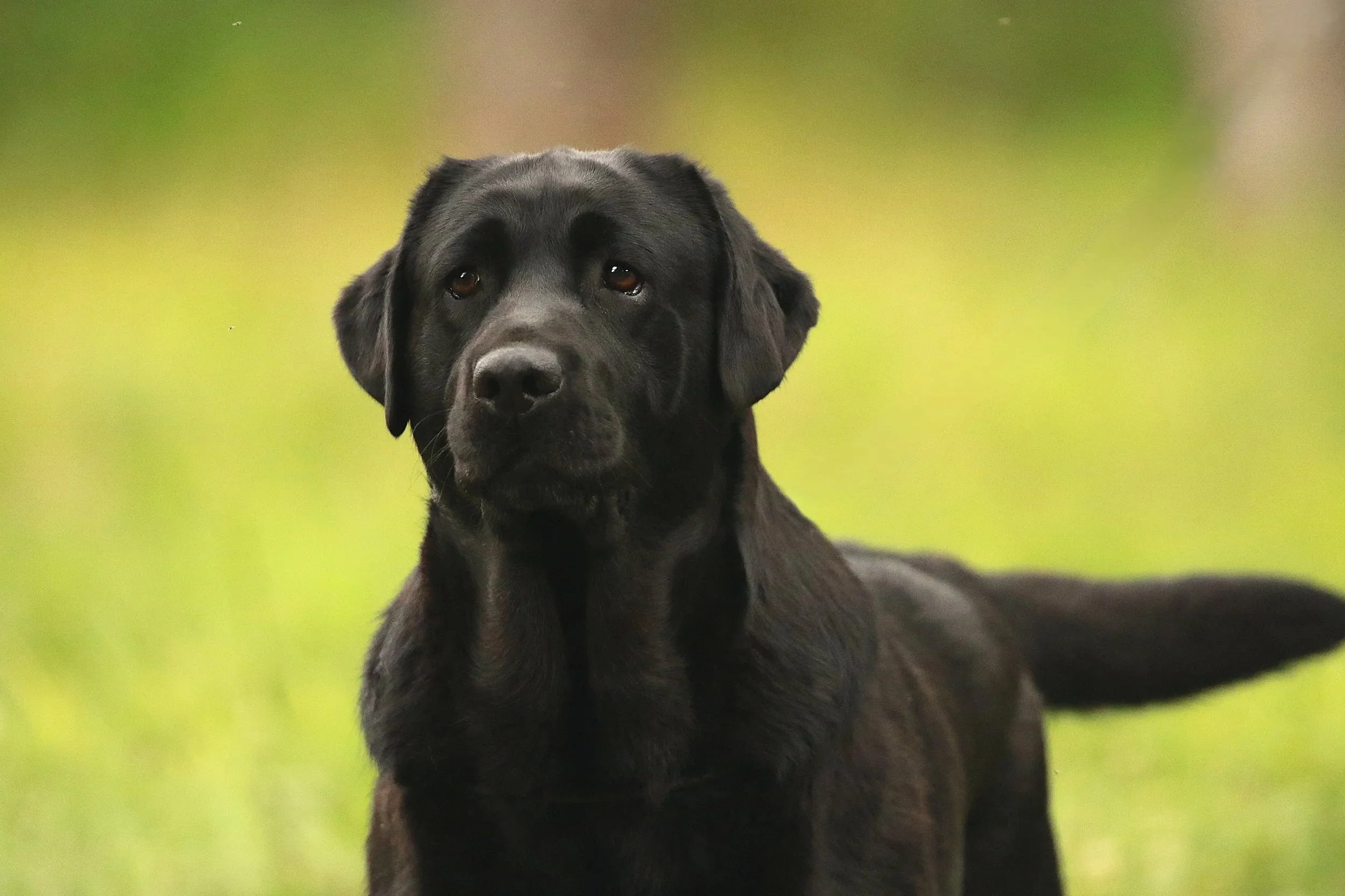 Black Labrador Retriever with a calm expression outdoors