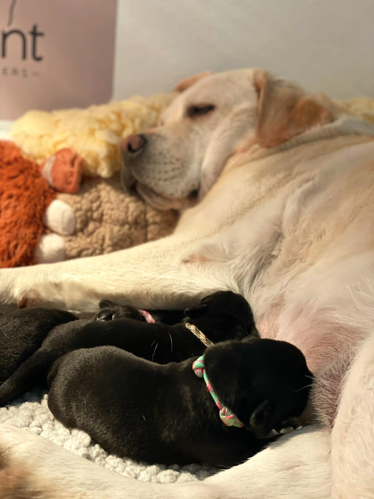 Thinking About Breeding Your Dog? Read This First.