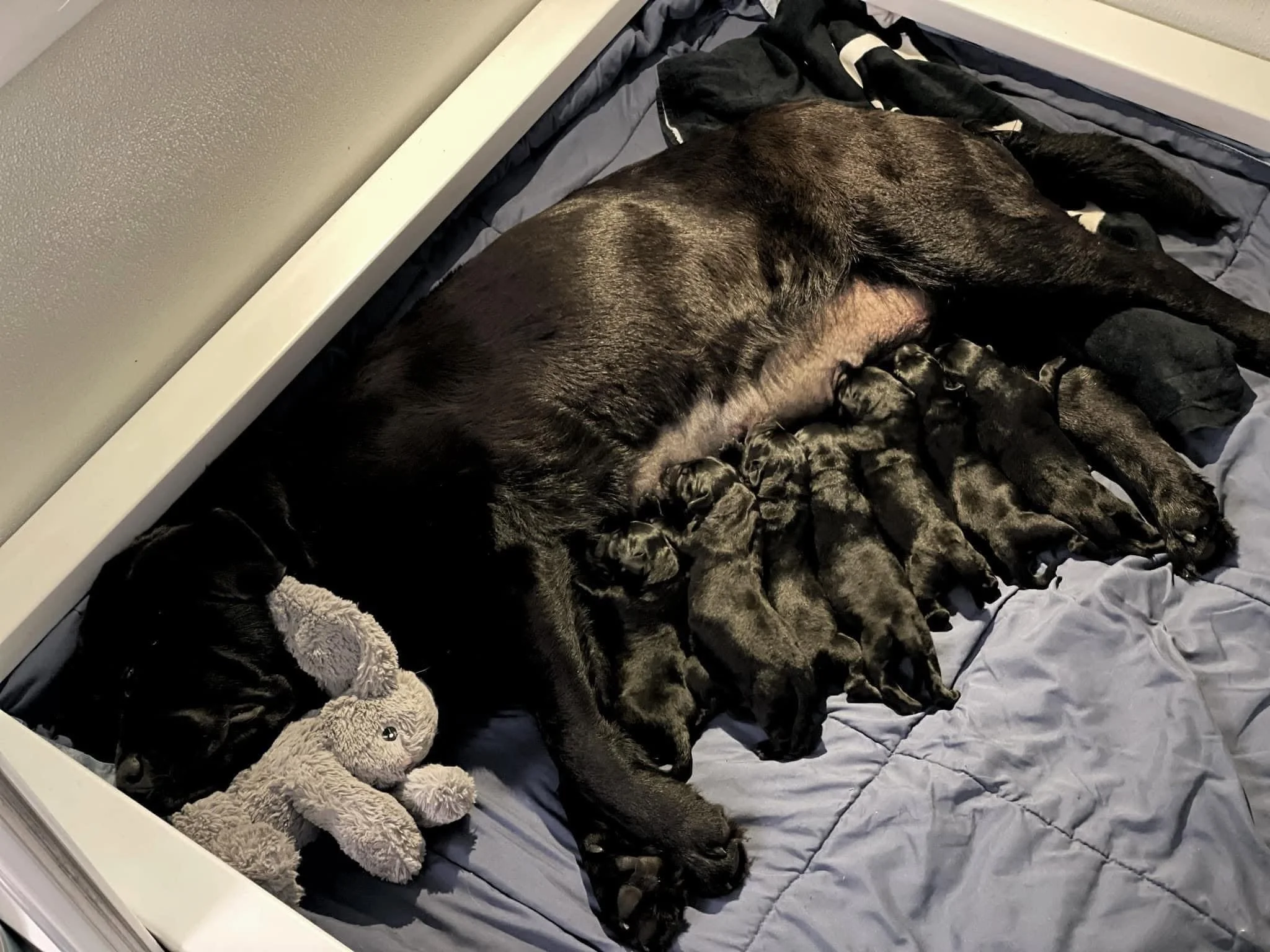 A World Without Dogs