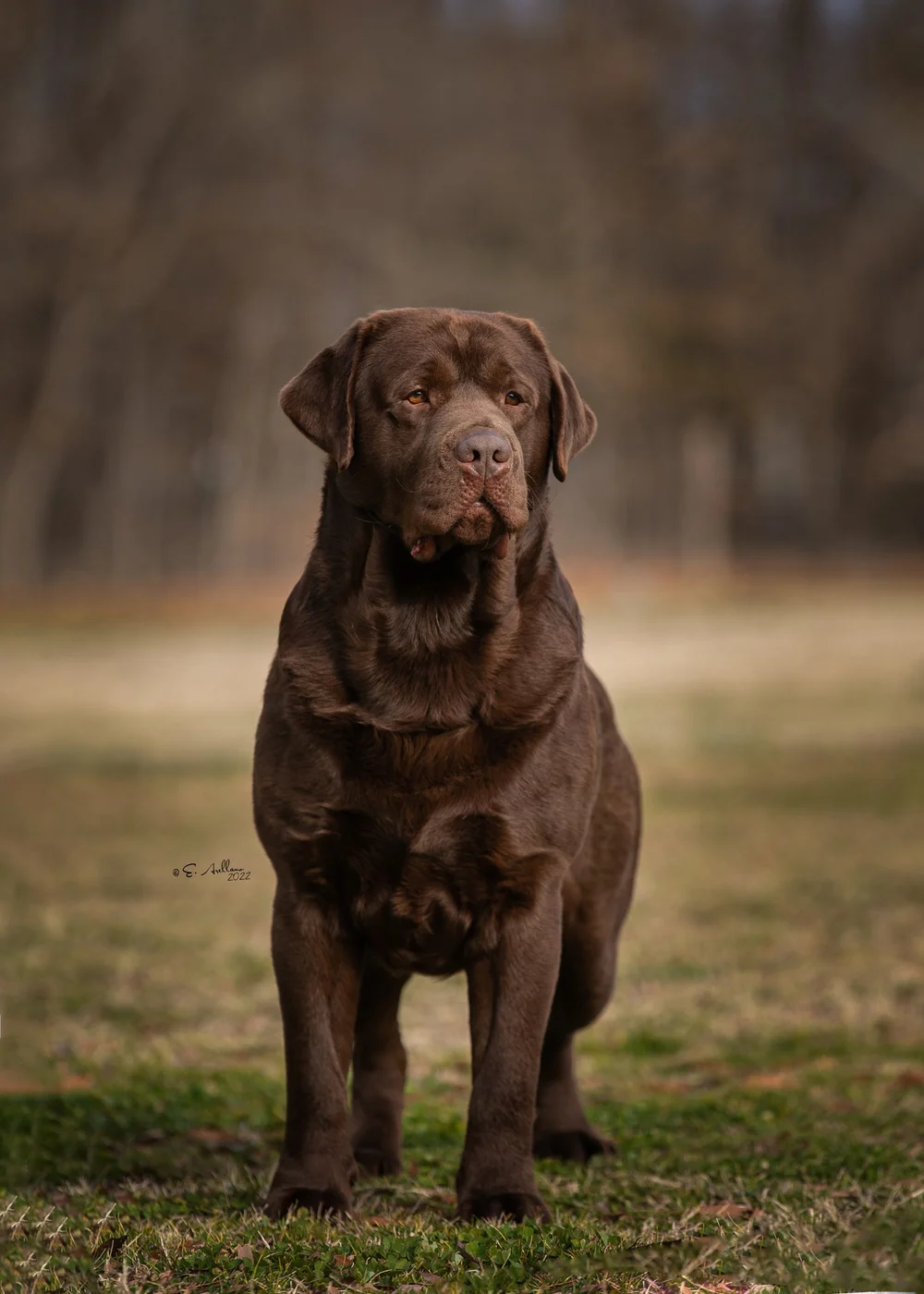 CH Gallivant Joyful Jester Gallivant Chocolate Labrador Stud Dog