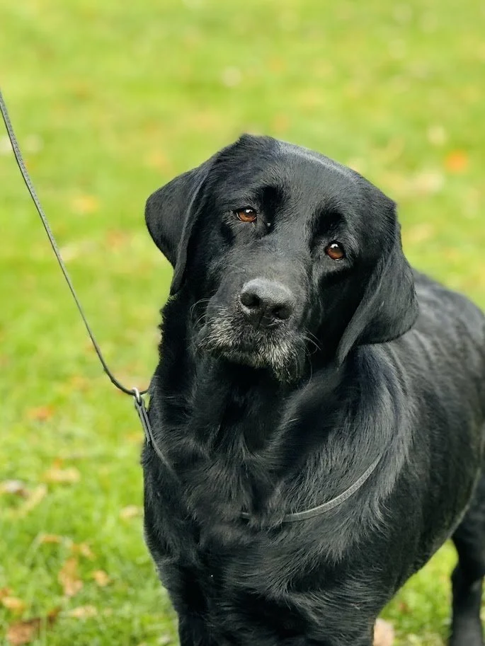 Black Labrador Retriever dog on grassy field with a leash.