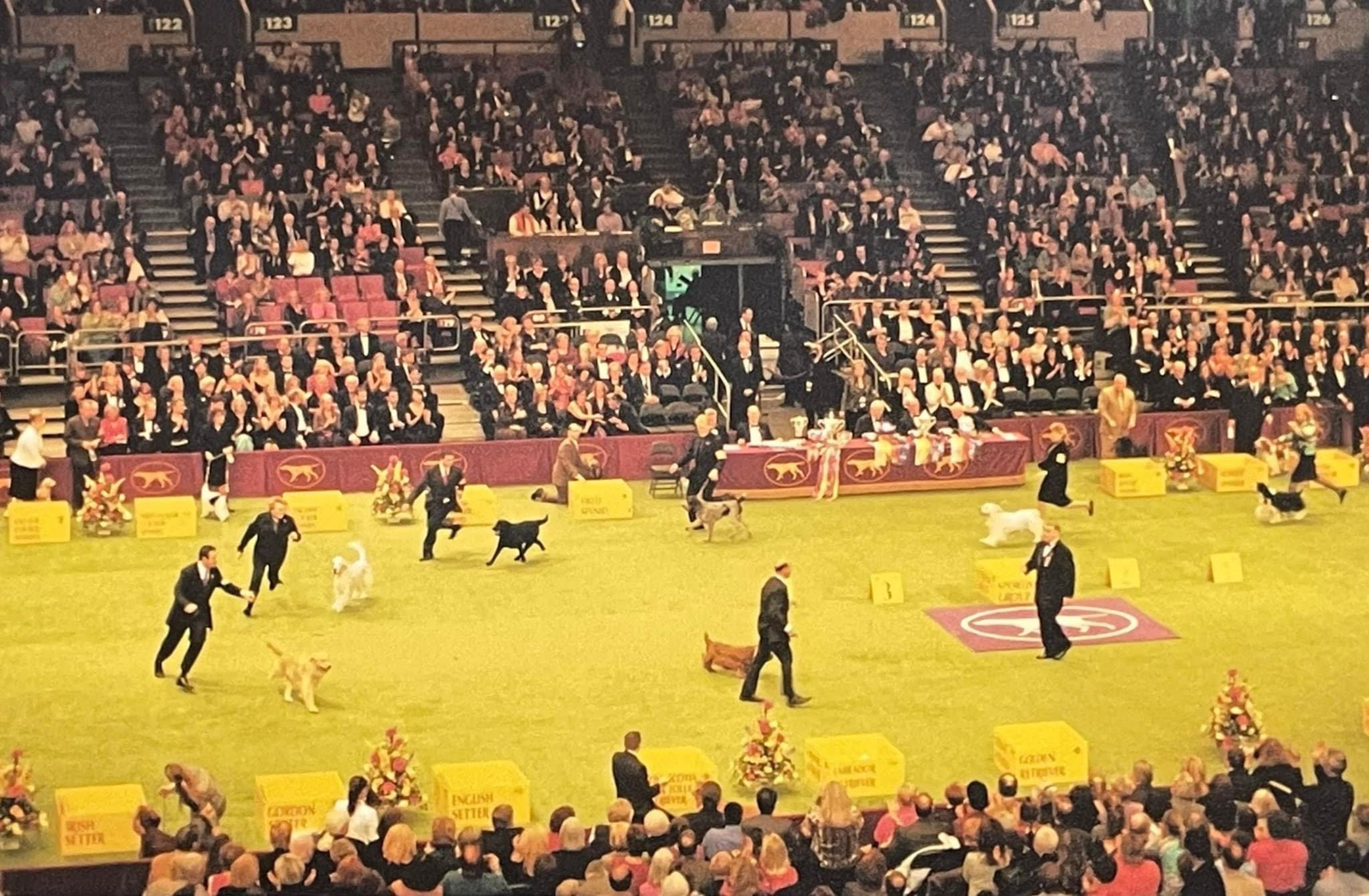 Photo of The Westminster Kennel Club Sporting group in Madison Square Garden where Fabian can be seen showing a Labrador in the midst of a final go around.