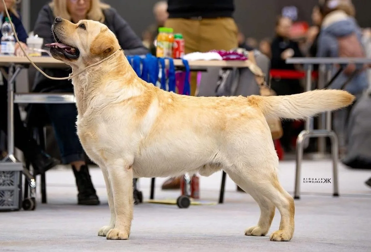 A yellow Labrador Retriever dog standing indoors at a dog show, with people and tables in the background.
