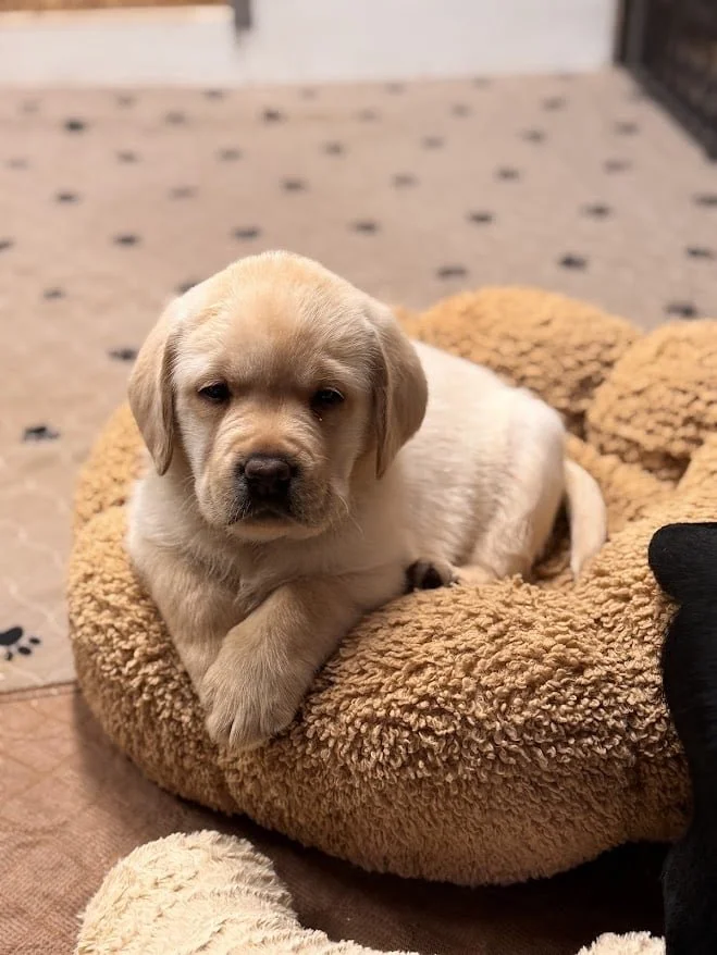 b9530627-0cb3-44b4-b075-991e61327d8c.jfif