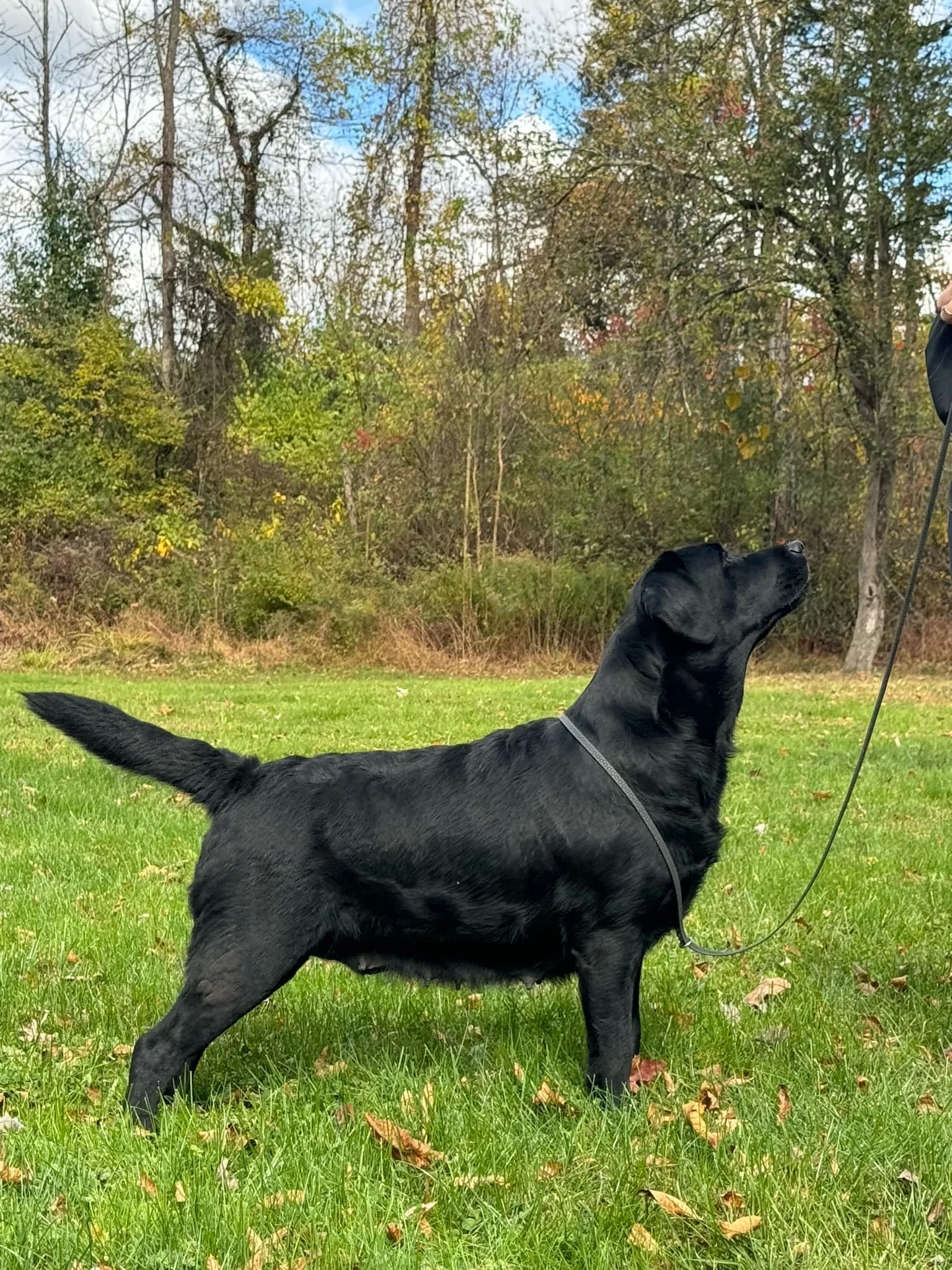 Black Labrador retriever dog standing on green grass with trees and cloudy sky in the background.