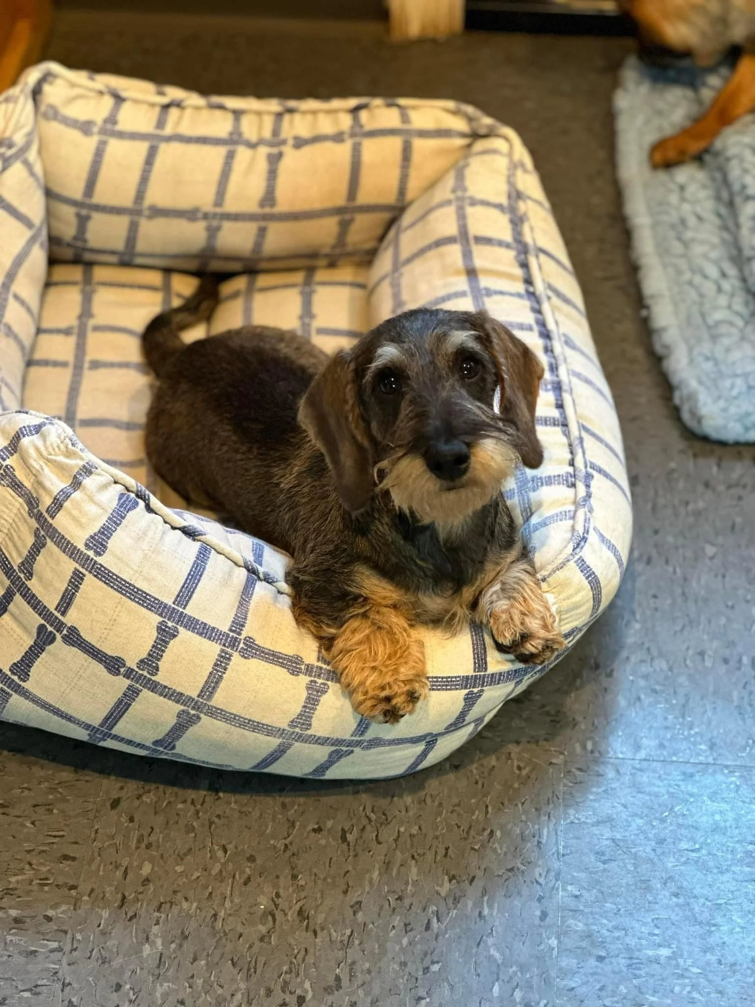 A cute dog lying in a beige and navy plaid dog bed, looking up with black eyes.