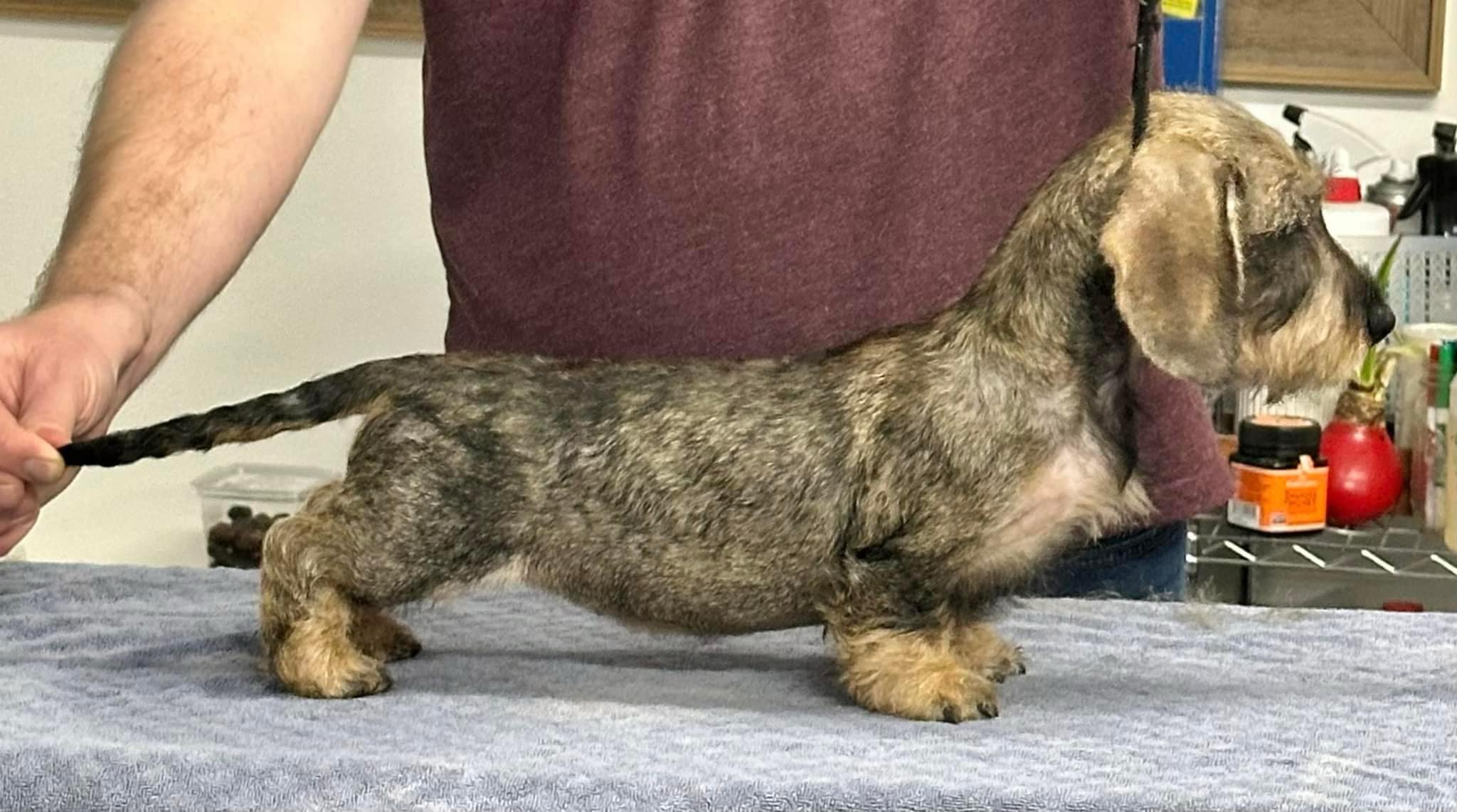 A person holding a dachshund puppy on a grooming table, with the puppy's body extended and tail being held, indoors with grooming supplies in the background.