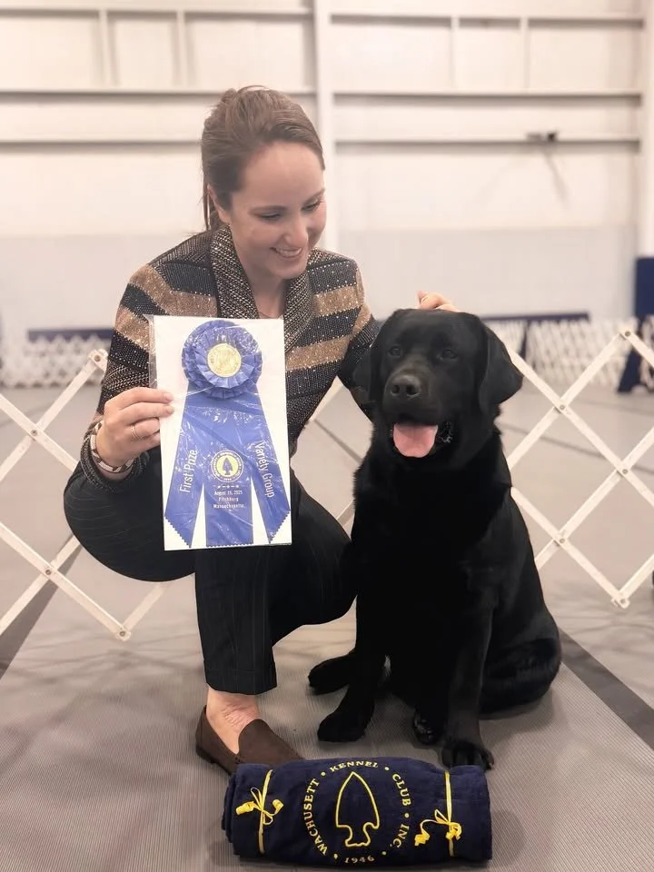 A woman kneels next to a black Labrador retriever at a dog competition, holding a blue award ribbon. The dog sits with its tongue out, and a rolled-up towel with the Boston Kennel Club logo lies in front of them. The background features a white latti