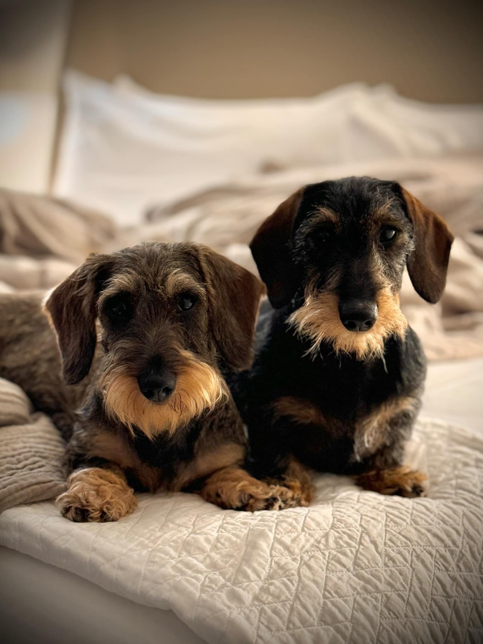 Two adorable dachshund puppies lying on a quilted bed, looking at the camera.
