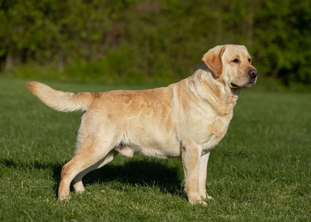 CH Taylor (Cordova) — Labrador Puppies & Stud Dogs Gallivant Labradors Pennsylvania & New
