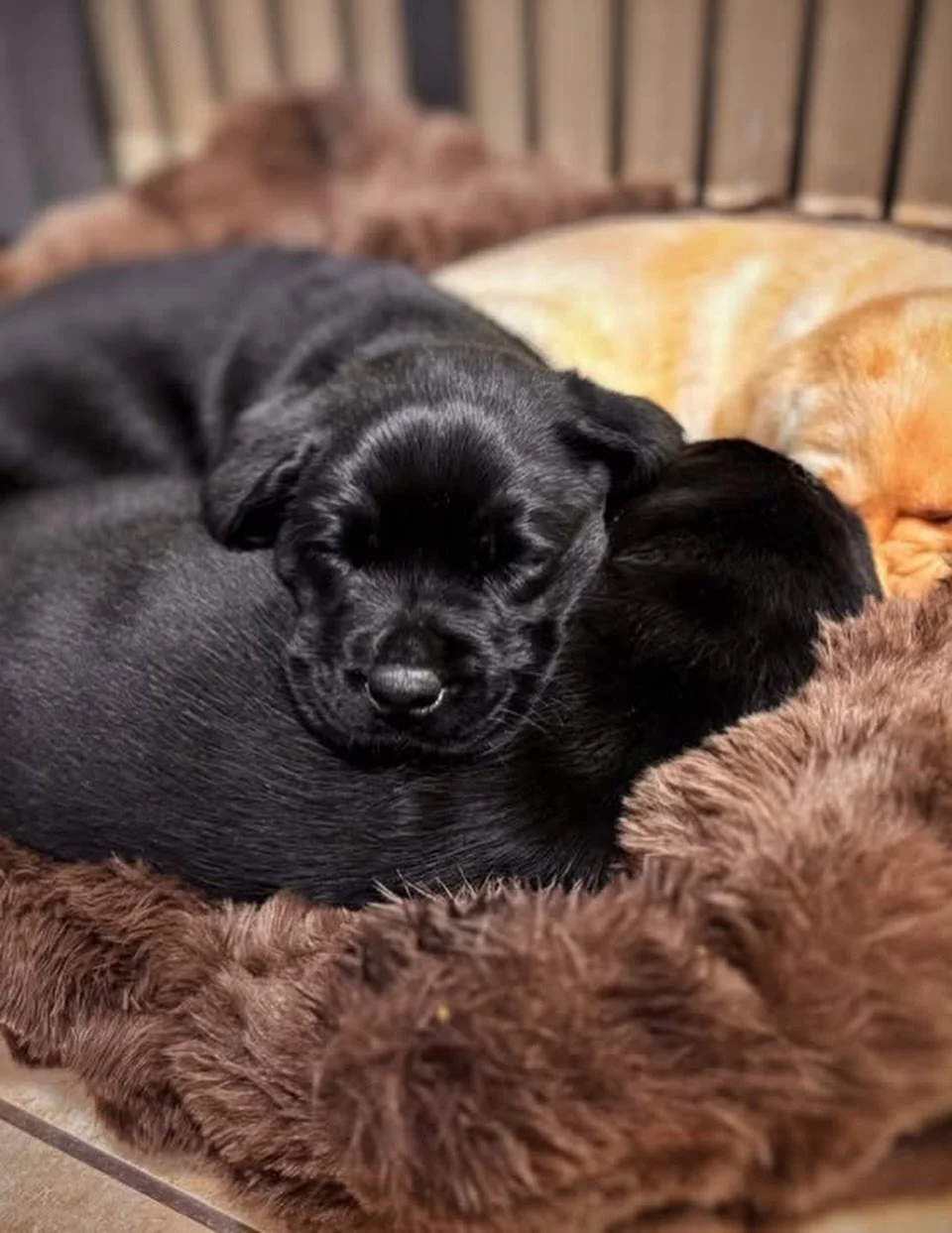 626451499_18551738533041797_6682596850378775604_n (1).jpg