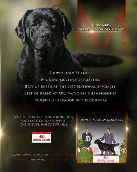 Poster featuring a black Labrador puppy, promoting Royal Canin dog food, highlighting the dog's achievements and a photo of two men and a Labrador on stage.