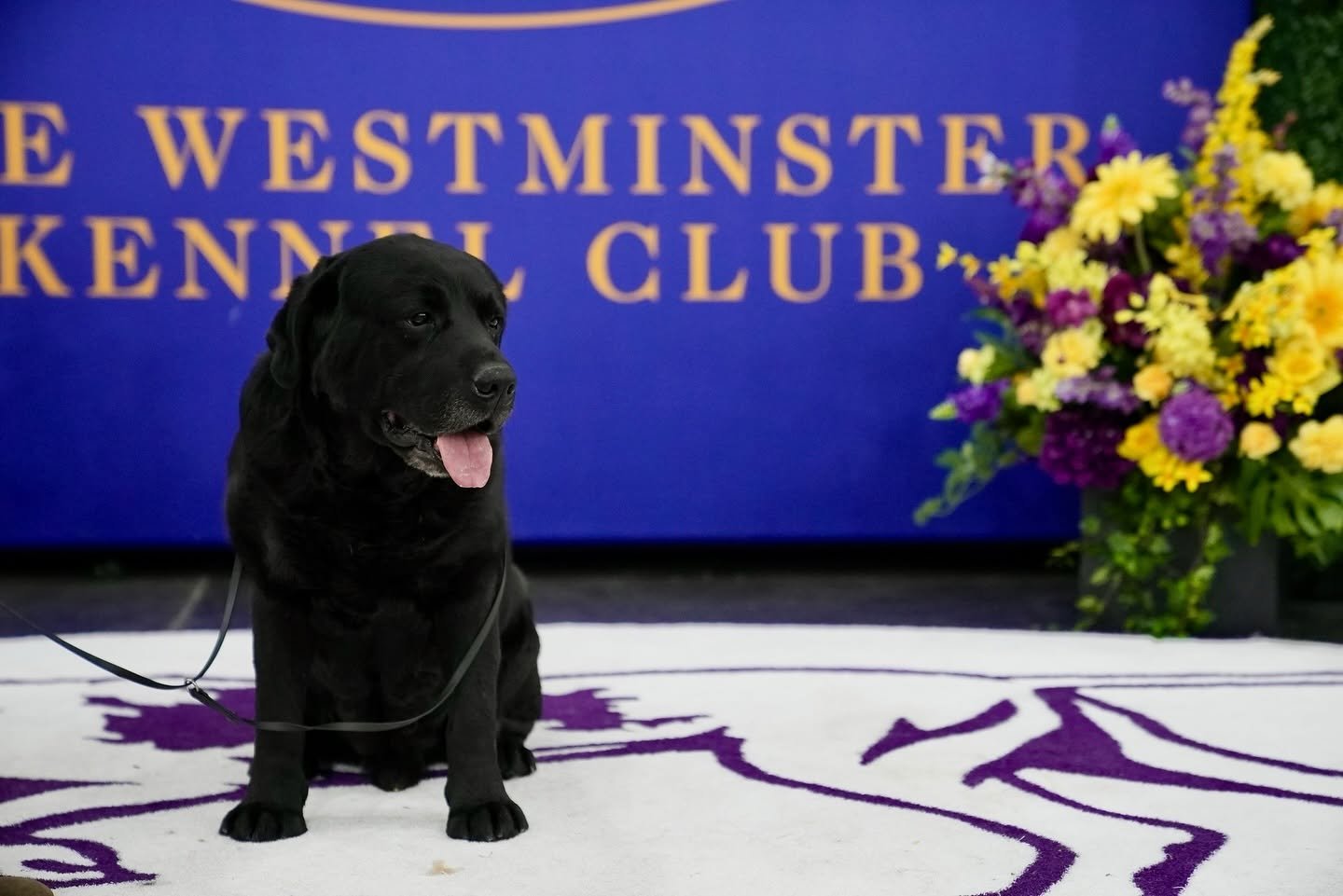 A black dog sitting on a white rug with purple designs in front of a blue backdrop with gold lettering that reads "The Westminster Kennel Club." To the right, there is a bouquet of yellow and purple flowers.