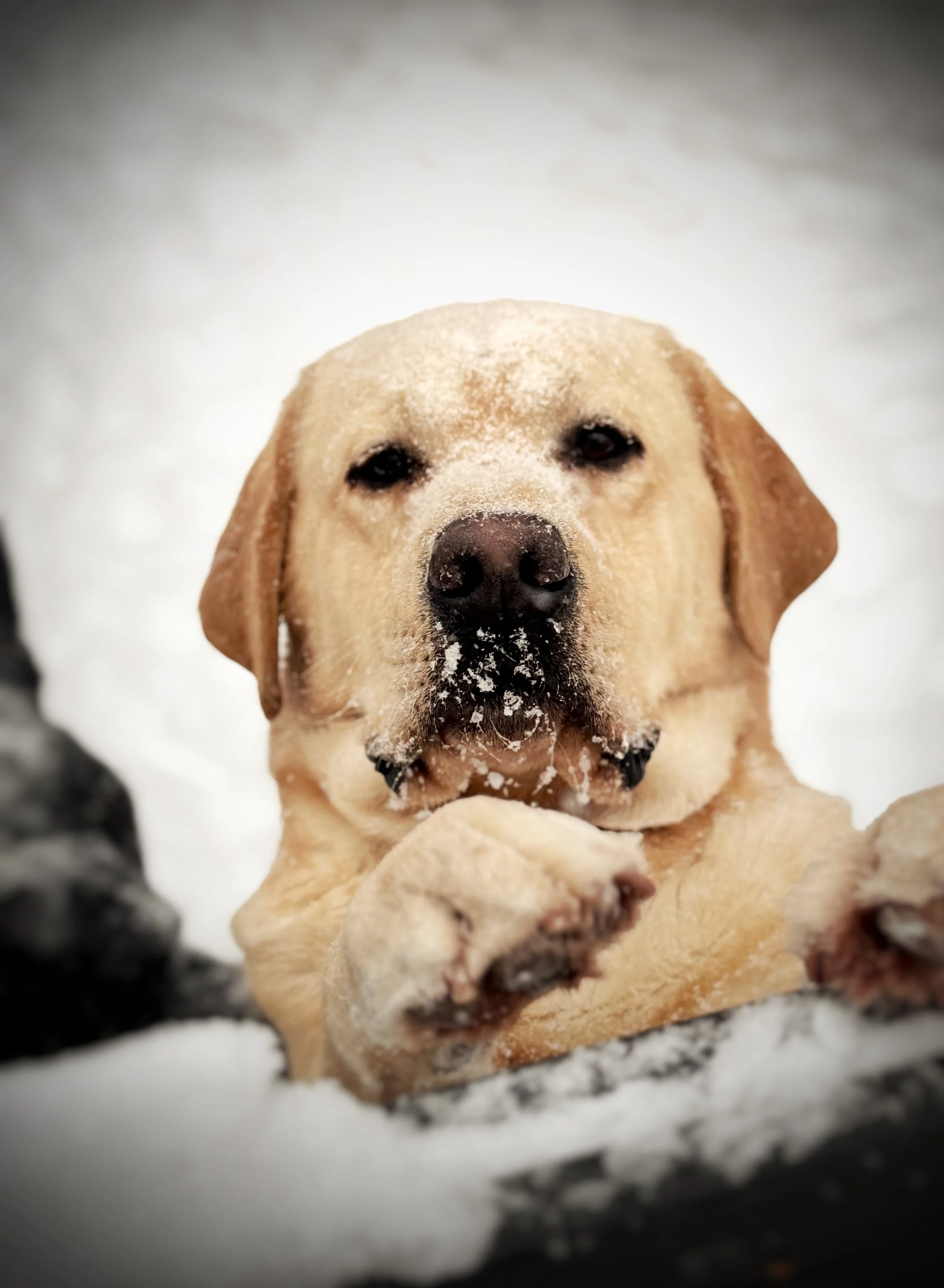 Head shot of a yellow Labrador in snowy surroundings. 