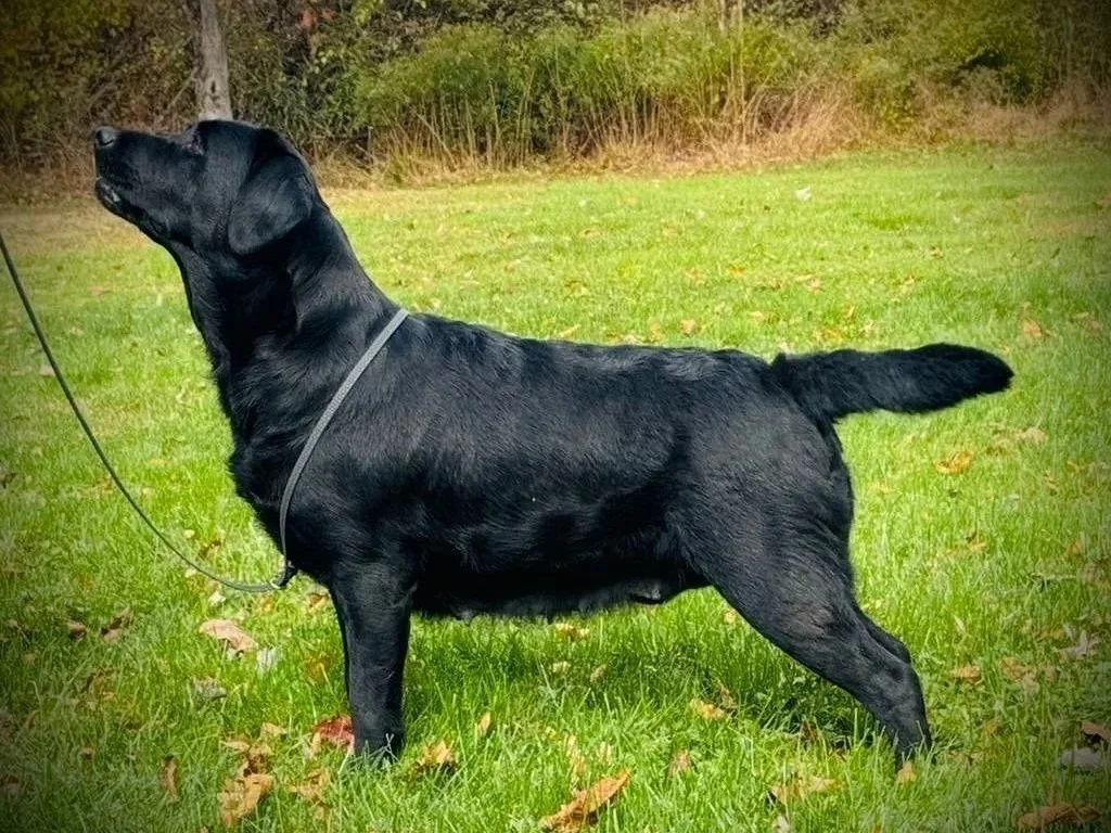 A black Labrador Retriever standing on green grass with yellow leaves, outdoors in a natural setting.