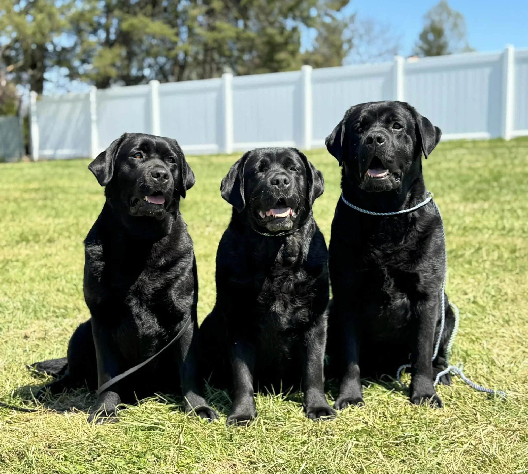 24f1cf69-3159-417e-bcab-9f68250a7ebf.jfif