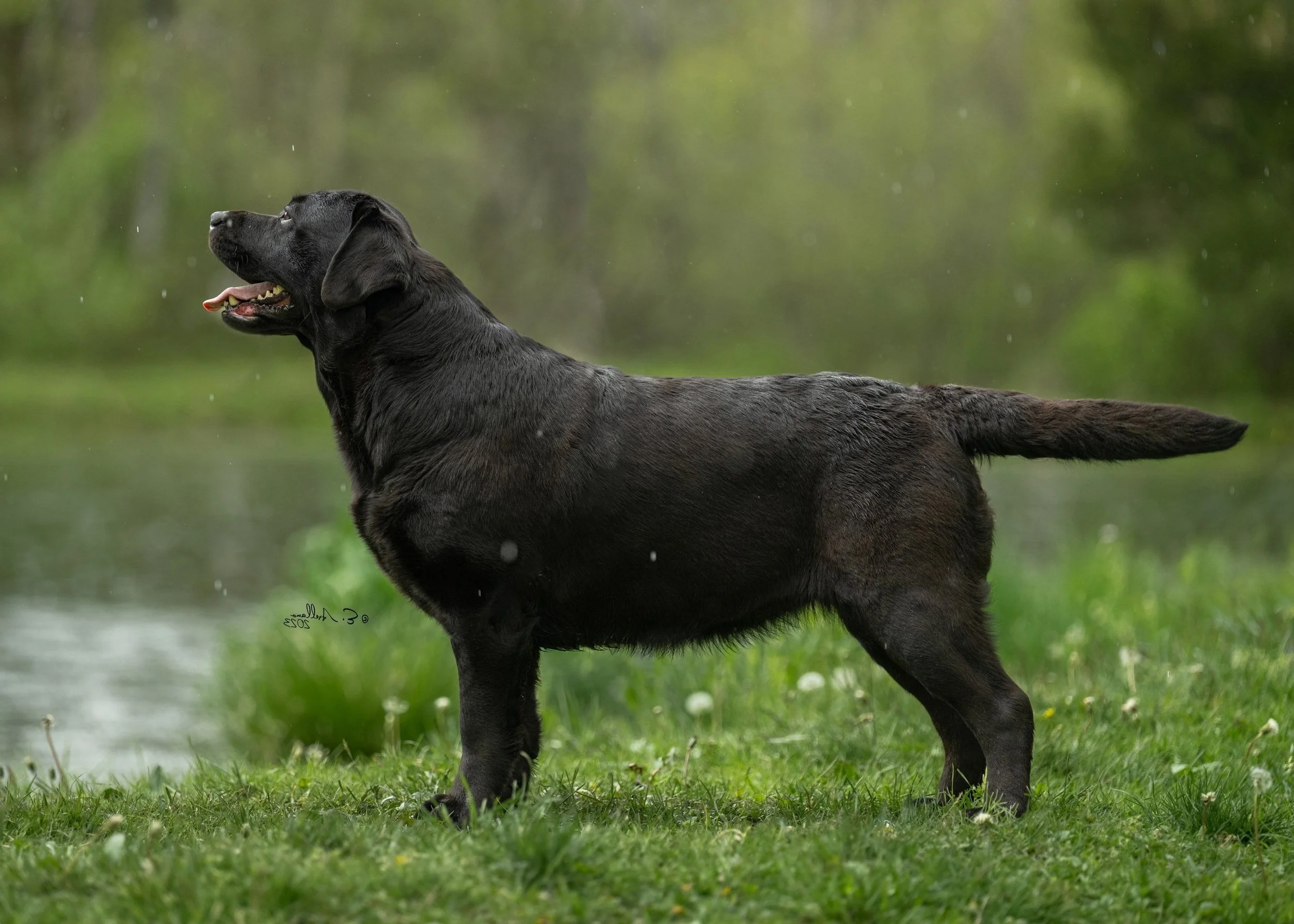 A black Labrador Retriever standing outdoors on grass, with its mouth slightly open and tongue visible, in a natural environment with green foliage and trees in the background.