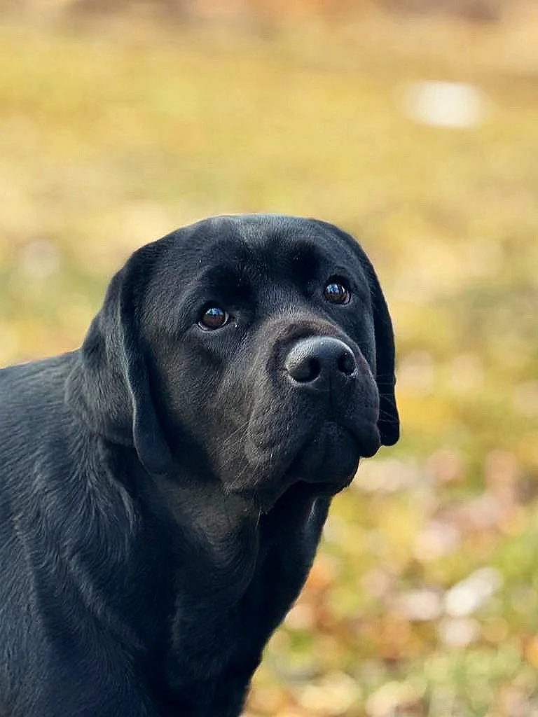 Available Lab Puppies for Sale | Gallivant Labradors