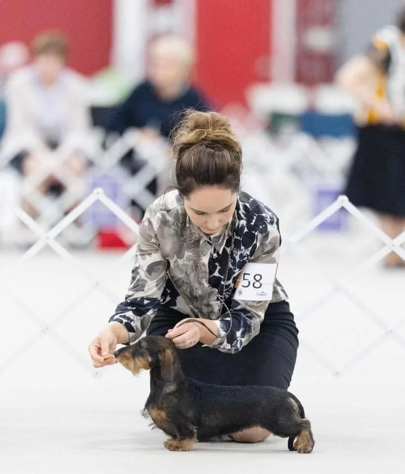A woman guiding a small black and tan dachshund in a dog show ring, with a competition number 58 on her arm, while other people are blurred in the background.